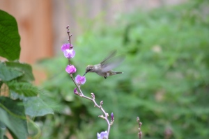Hummingbird (12)